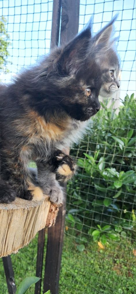 Bella ... Maine Coon