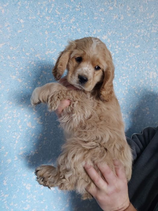 Класний потужний хлопчик спаніель