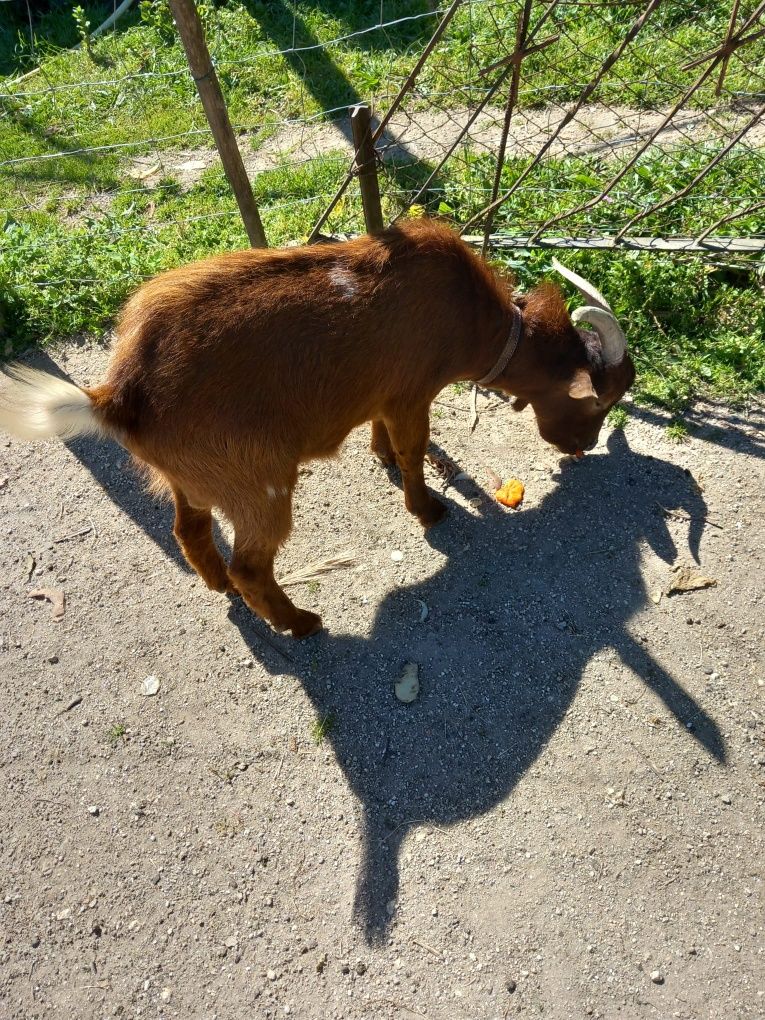 Cabrito anão com um ano e meio
