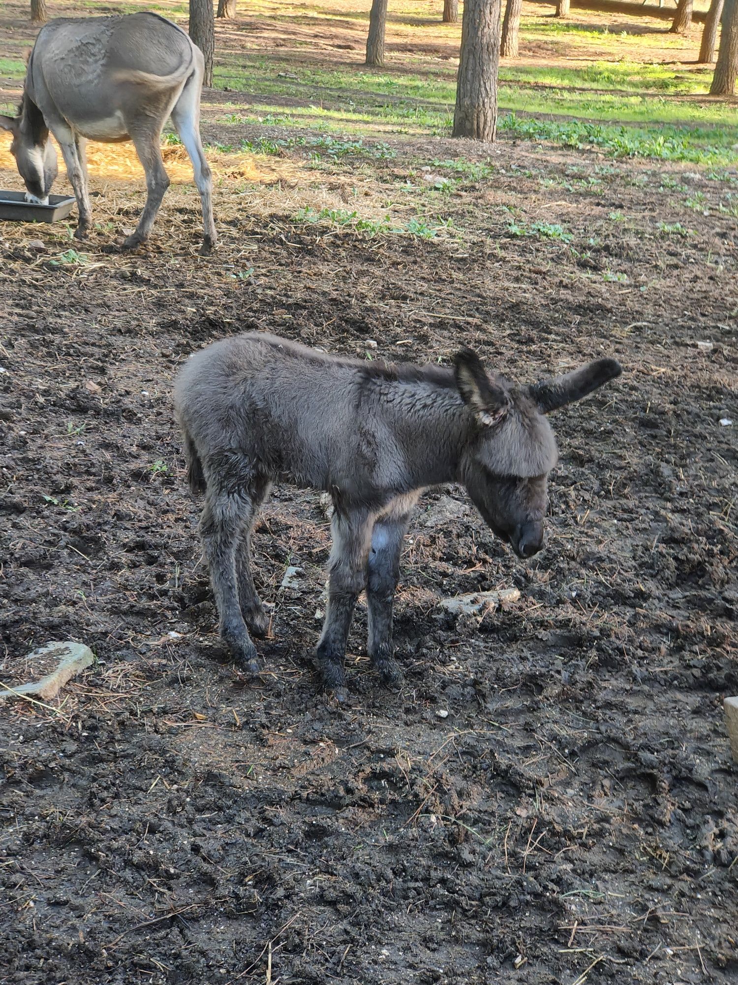 Burra com cria macho