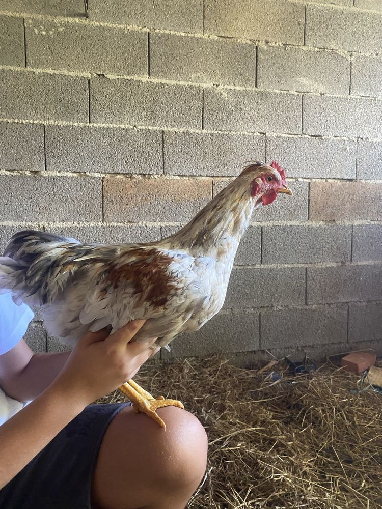 Frango criado ao ar livre.