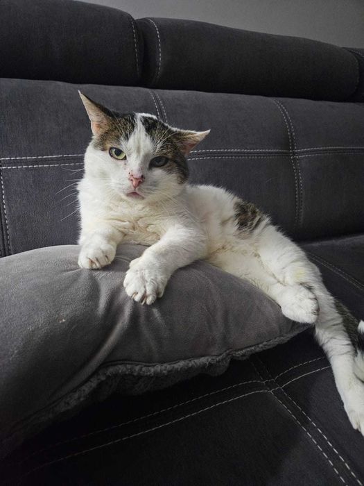 STAŚ to najukochańszy kot na świecie.  12 lat w schronisku