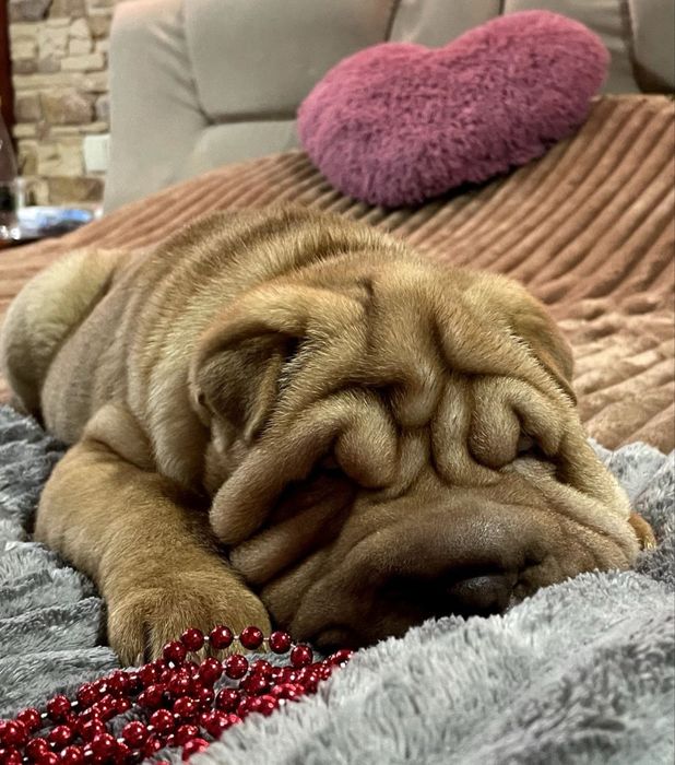 Цуценята шарпея собака шарпей