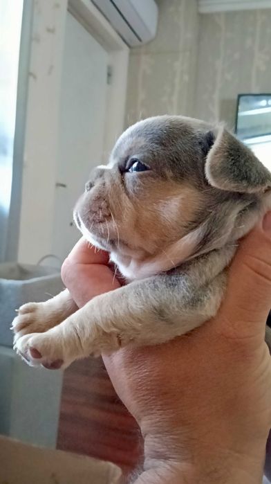 Bulldog francês femea