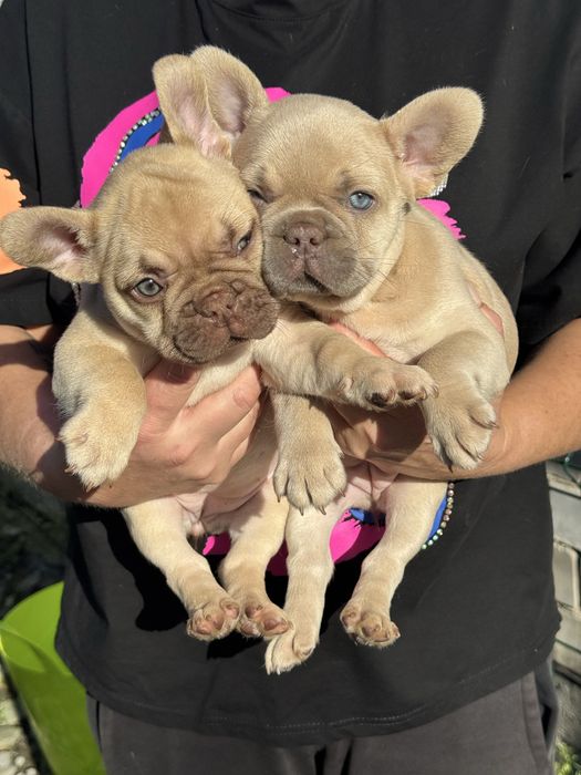 Французкие бульдоги