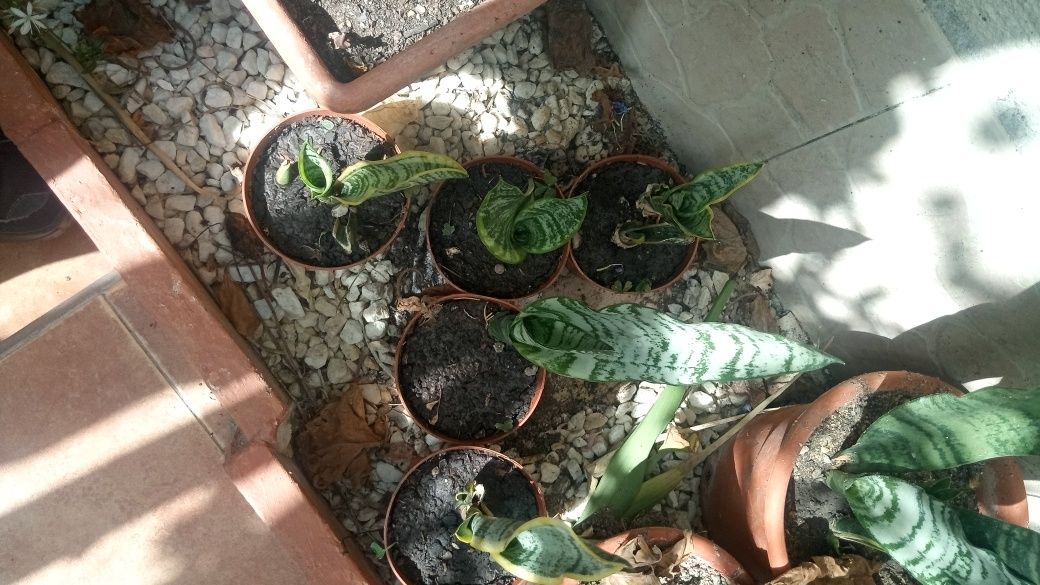Vendo mudas espadas são Jorge