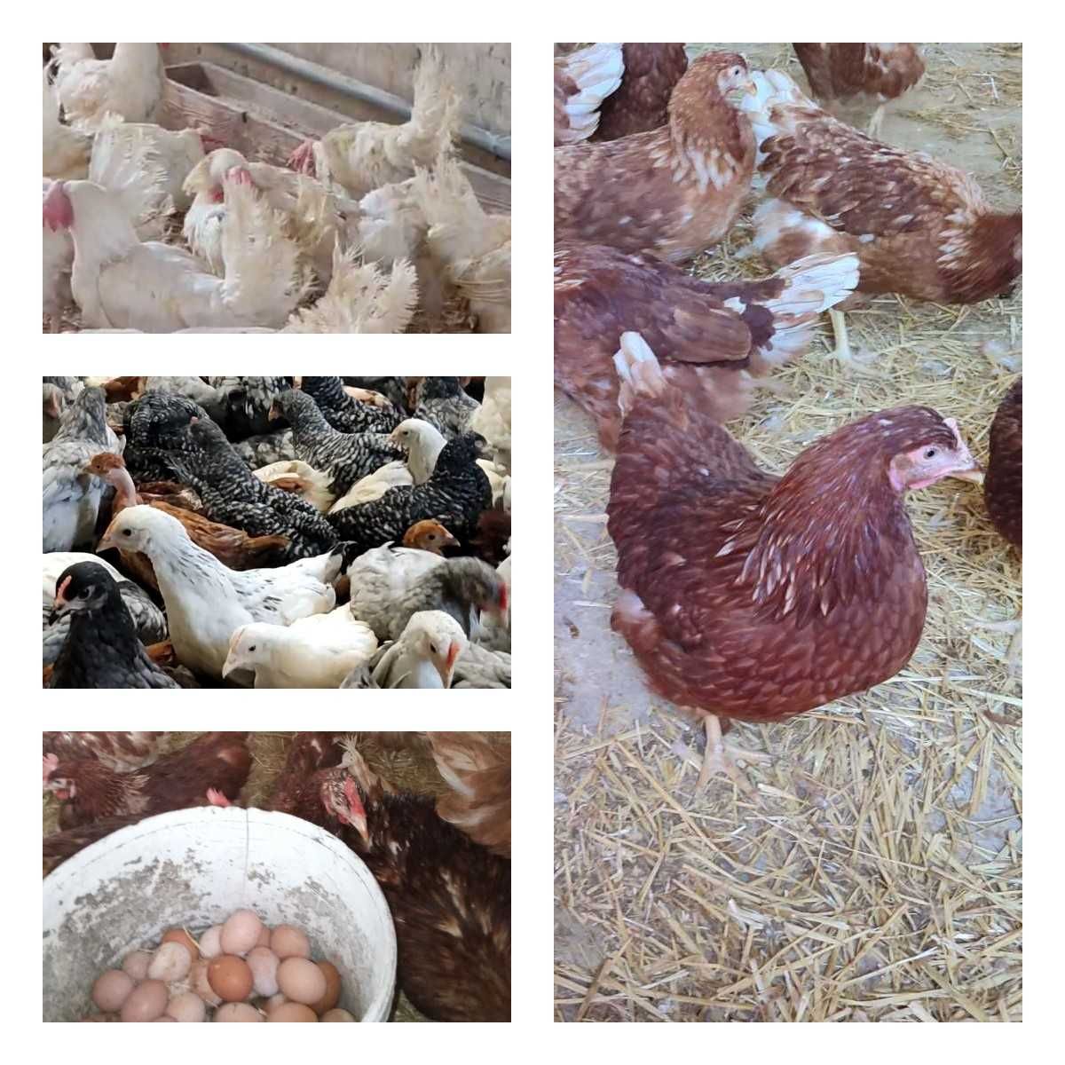 Продам кури несушки! Доставка безкоштовна. Христинівка!