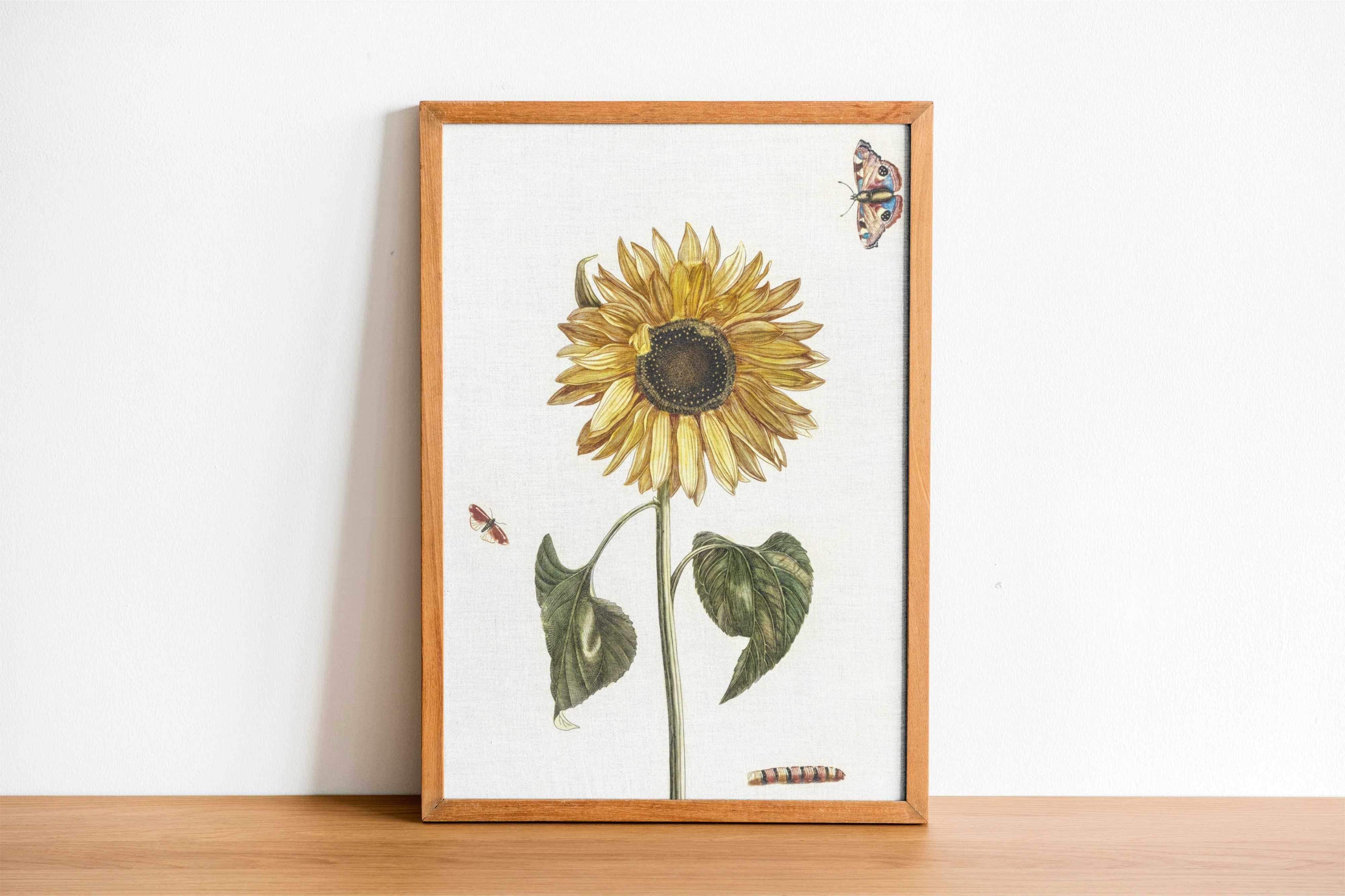 Plakat A3 A sunflower - Obraz kwiaty wydruk Teyler#1