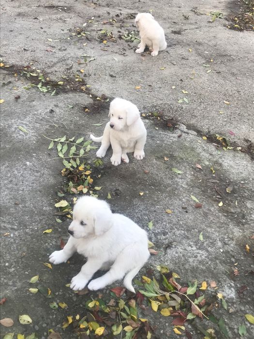 Za darmo owczarki srodkowo azjatyckie  9 tygodniowe