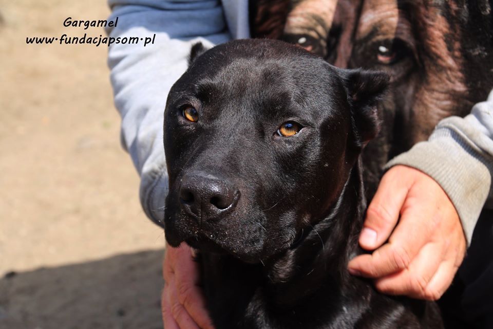 Gargamel - piesek w typie cane corso