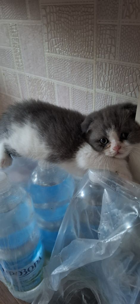 Кошеня.  хлопчик