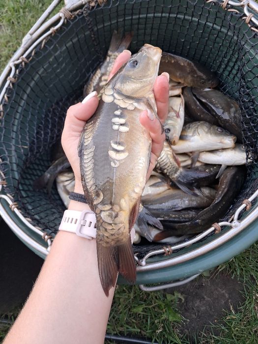 Karp kroczek 20-25cm