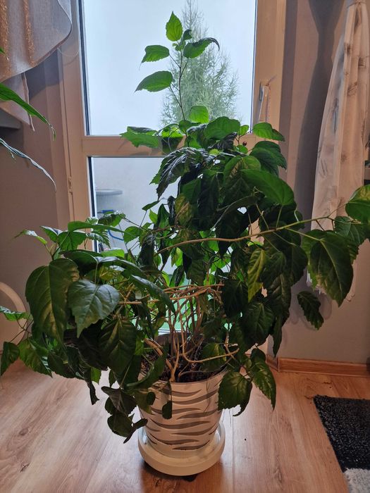Róża Chińska wysoka na 100 cm