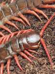 Scolopendra subspinipes – egzotyczna stonoga tropikalna – Wałbrzych