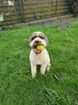 Samiec Lagotto Romagnolo