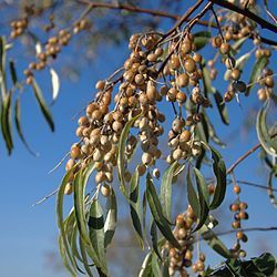 Насіння медоносів та декоративних рослин