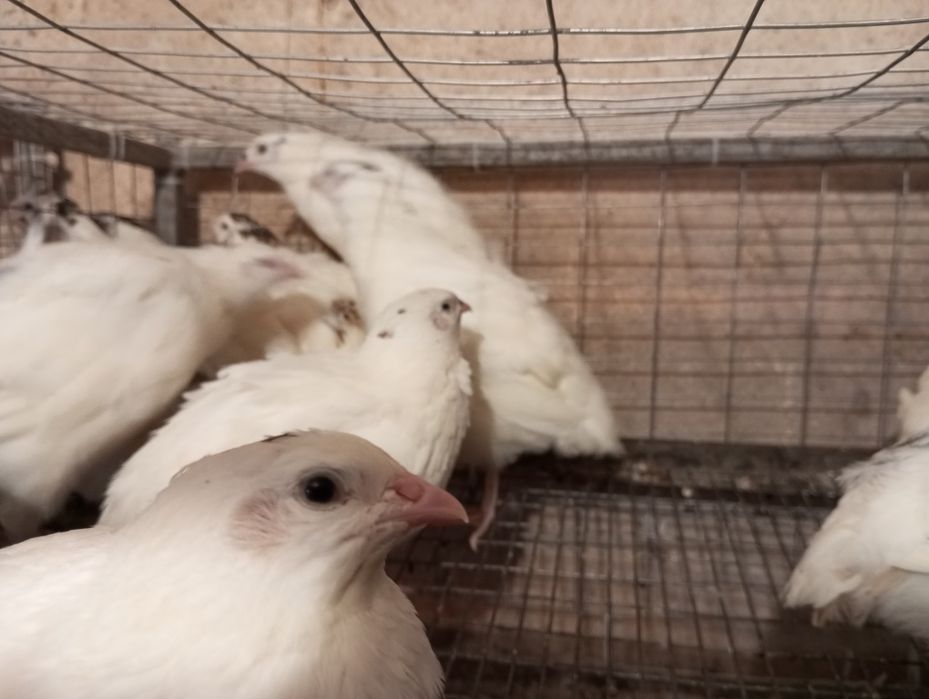 Продам перепелов Техас от суточного до несушки