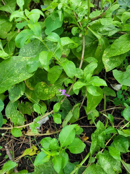 Саджанці ягоди Годжі 2 роки