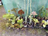 Suculentas variadas e agaves