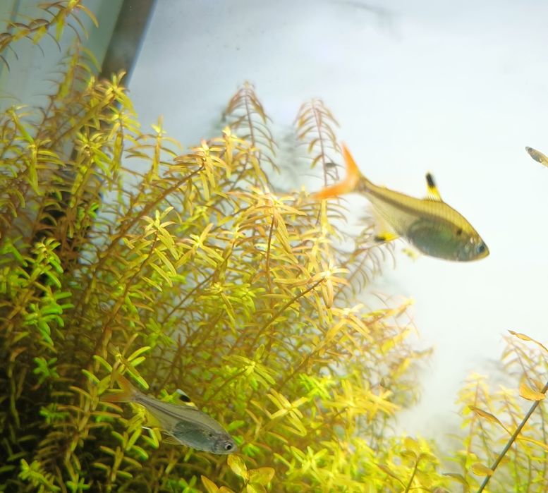 Prystelka barwna 2 szt.