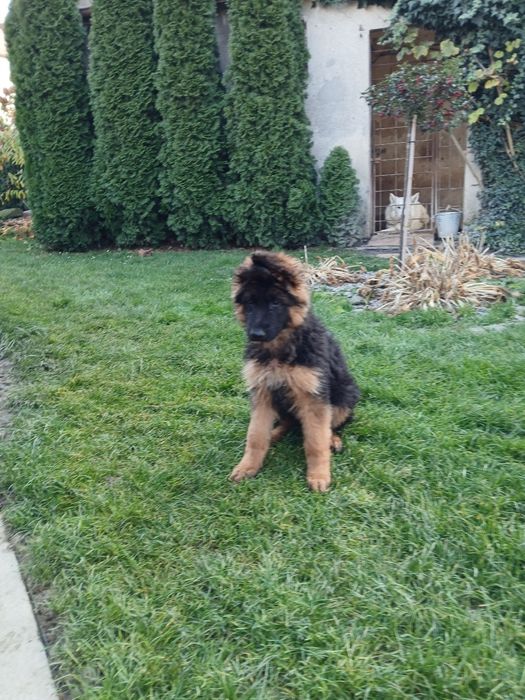 Owczarek Niemiecki Długowłosy