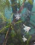 Peixes - várias criações próprias