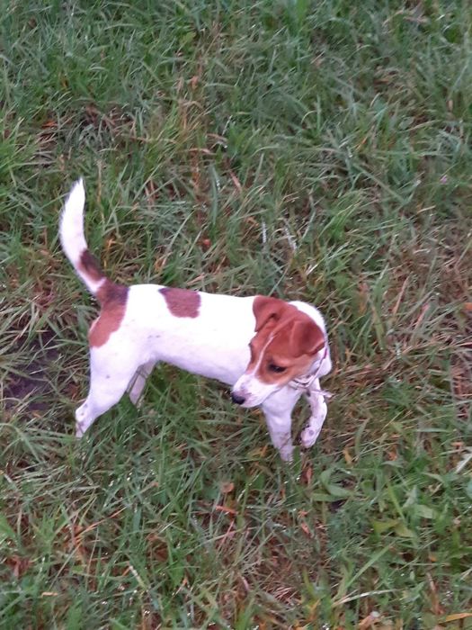 Jack Russell Terrier - suczka
