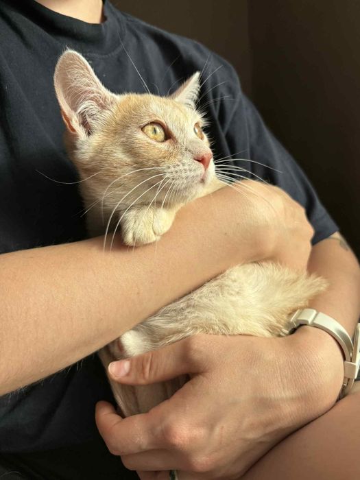 Котик Хеклі шукає маму і тата