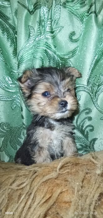 Хлопчик міні йорк