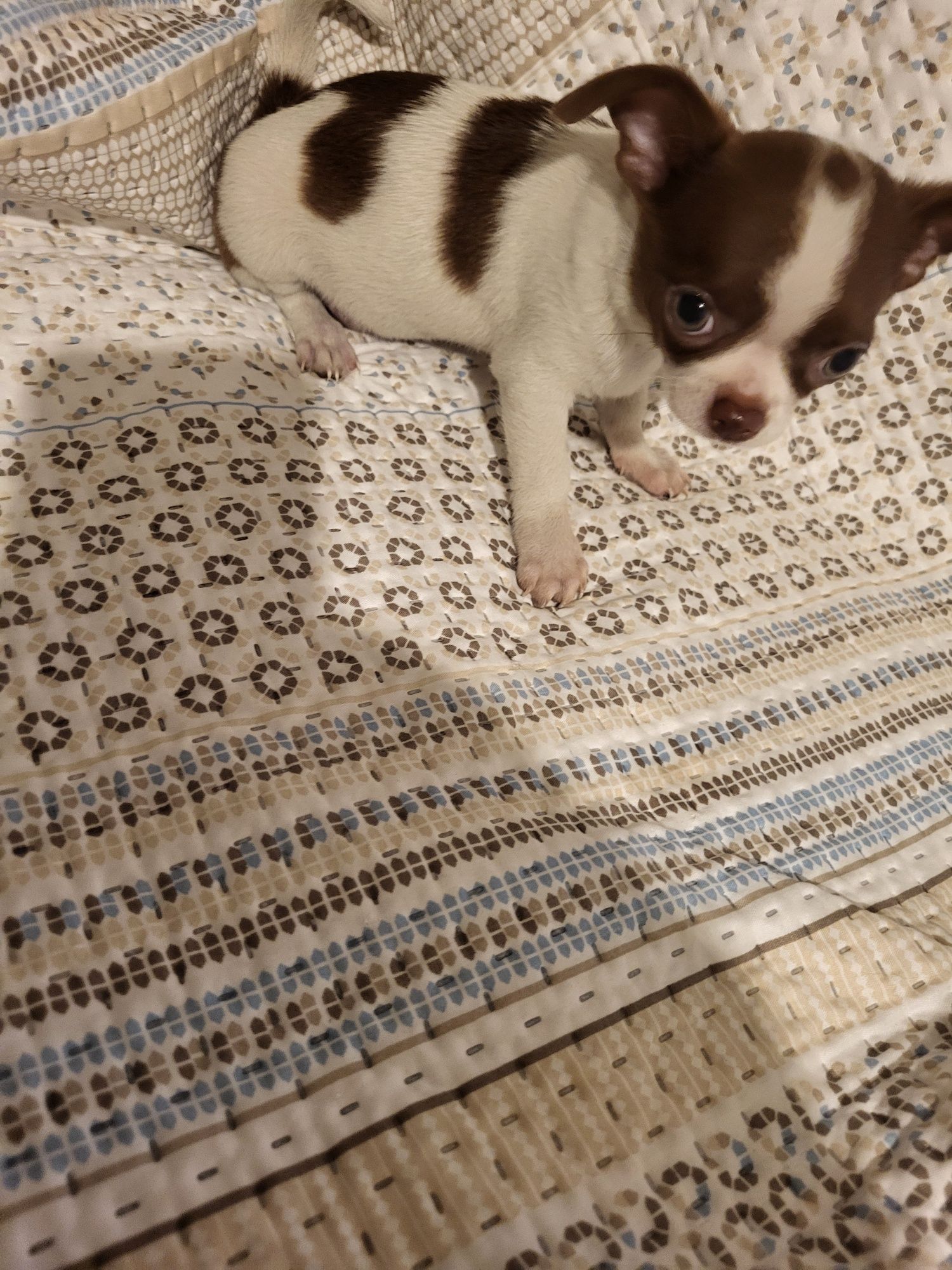 Chihuahua machinho branco e chocolate