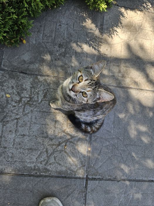 Котята 3 месяца живут на автостоянке