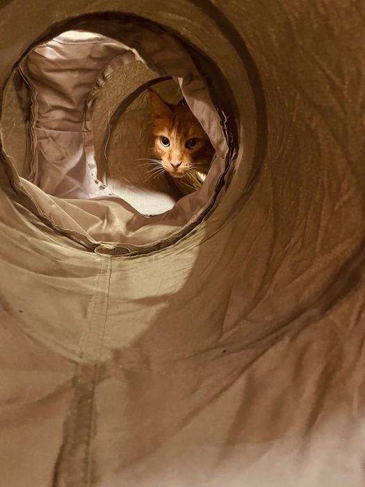 Conjunto de 2 túneis para gatos