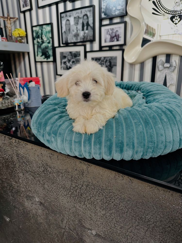 Bichon maltes menino