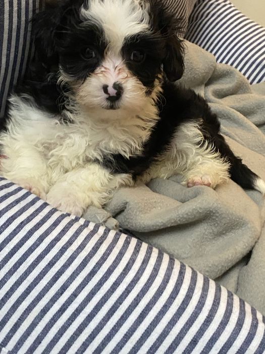 Hawańczyk sliczny piesek