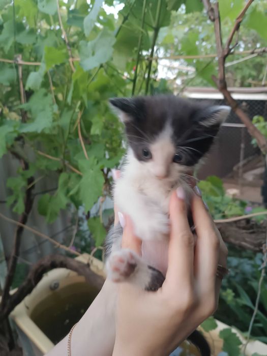 Отдам милых и игривых котят
