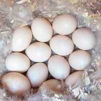 яйце качок агідель