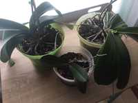 Кімнатні рослини орхідеї