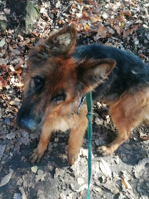 KIRA młoda suczka w typie owczarka niemieckiego szuka domu