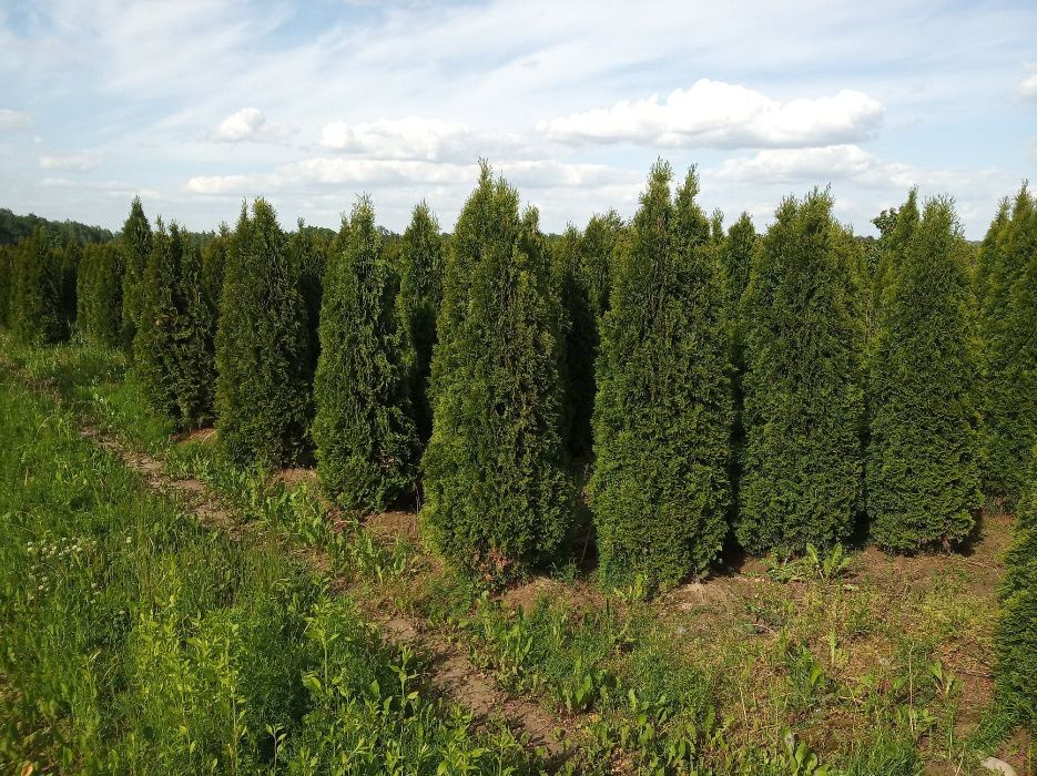 Tuja szmaragd, brabant do 300cm, SADZIMY, DOWOZIMY