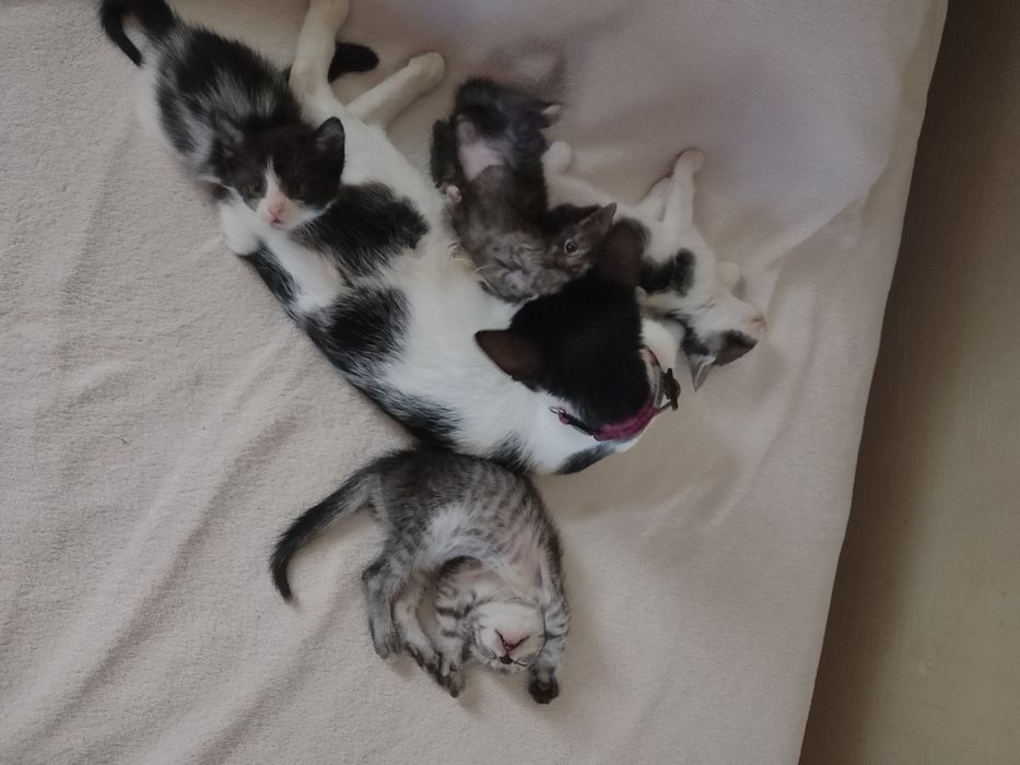 Urocze kociaki do adopcji szukają domu.