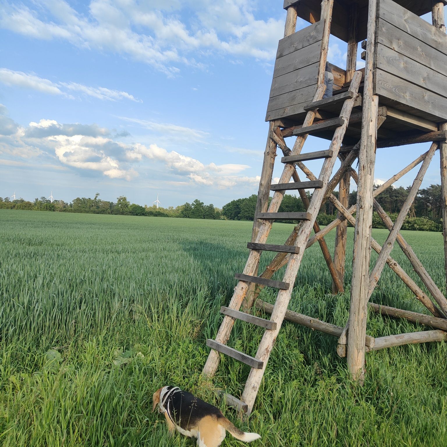 Pies Beagle 3 lata
