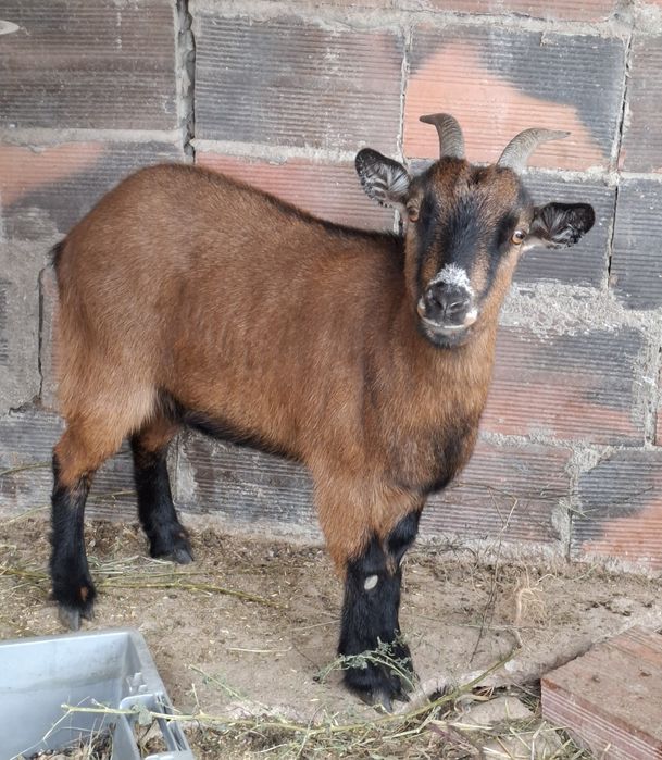 Cabra 10 meses meiguinha