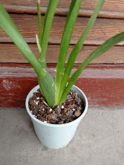 Орхидея Камбрия.