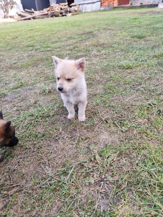 Віддам песиків у добрі руки!!!
