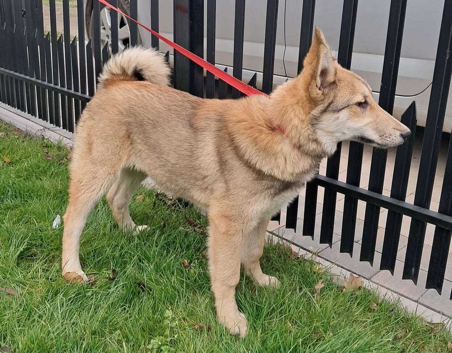 Sprzedam szczeniaki łajki zachodniosyberyjskiej