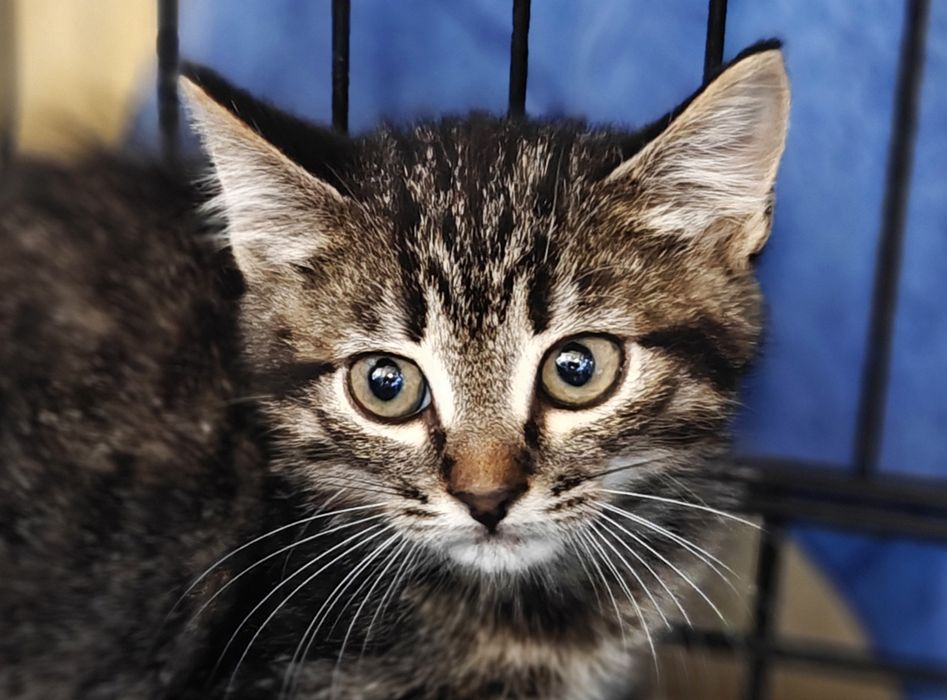 Табі кошеня Бося, 2 міс. Полосате кішечка, кішка.