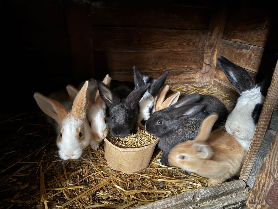 Sprzedam młode króliki