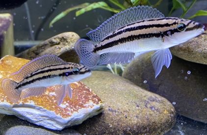 Julidochromis dickfeldi tanganika