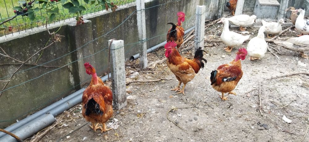 Vendo galos ou frangos também tenho pato real patos Rouen