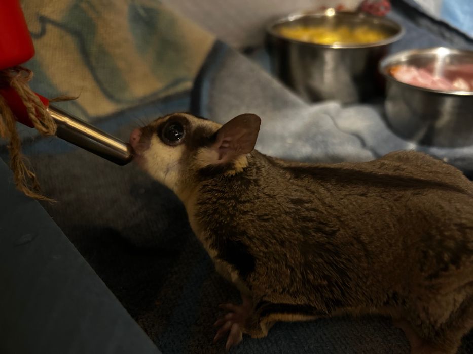 Sprzedam dwie lotopałanki